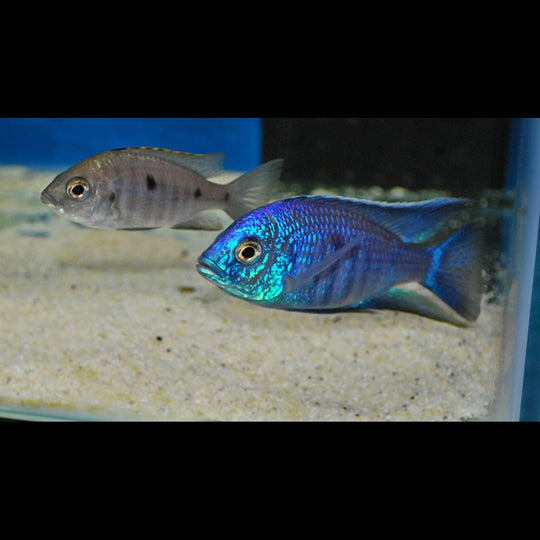 Cichlidé du Malawi azureus (Copadichromis azureus) – Sur commande