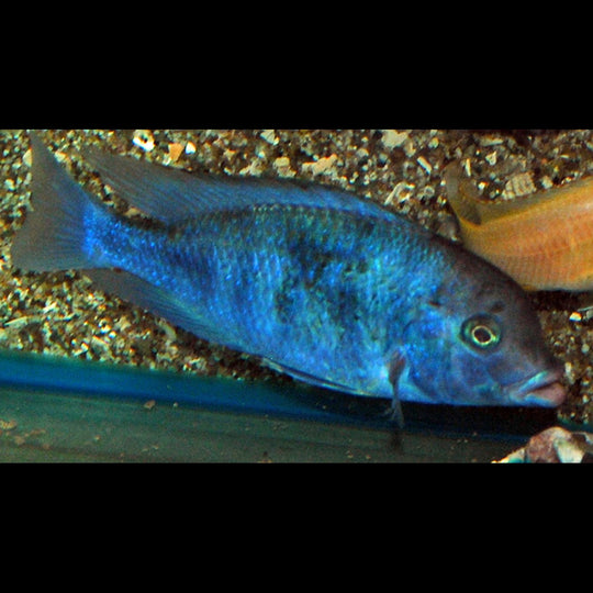 Dauphin bleu du Malawi (Cyrtocara moorii) – Sur commande