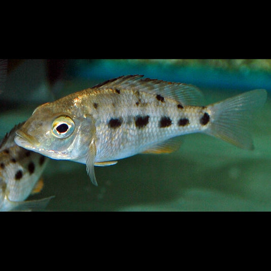 Cichlidé rostratus (Fossorochromis rostratus) – Sur commande