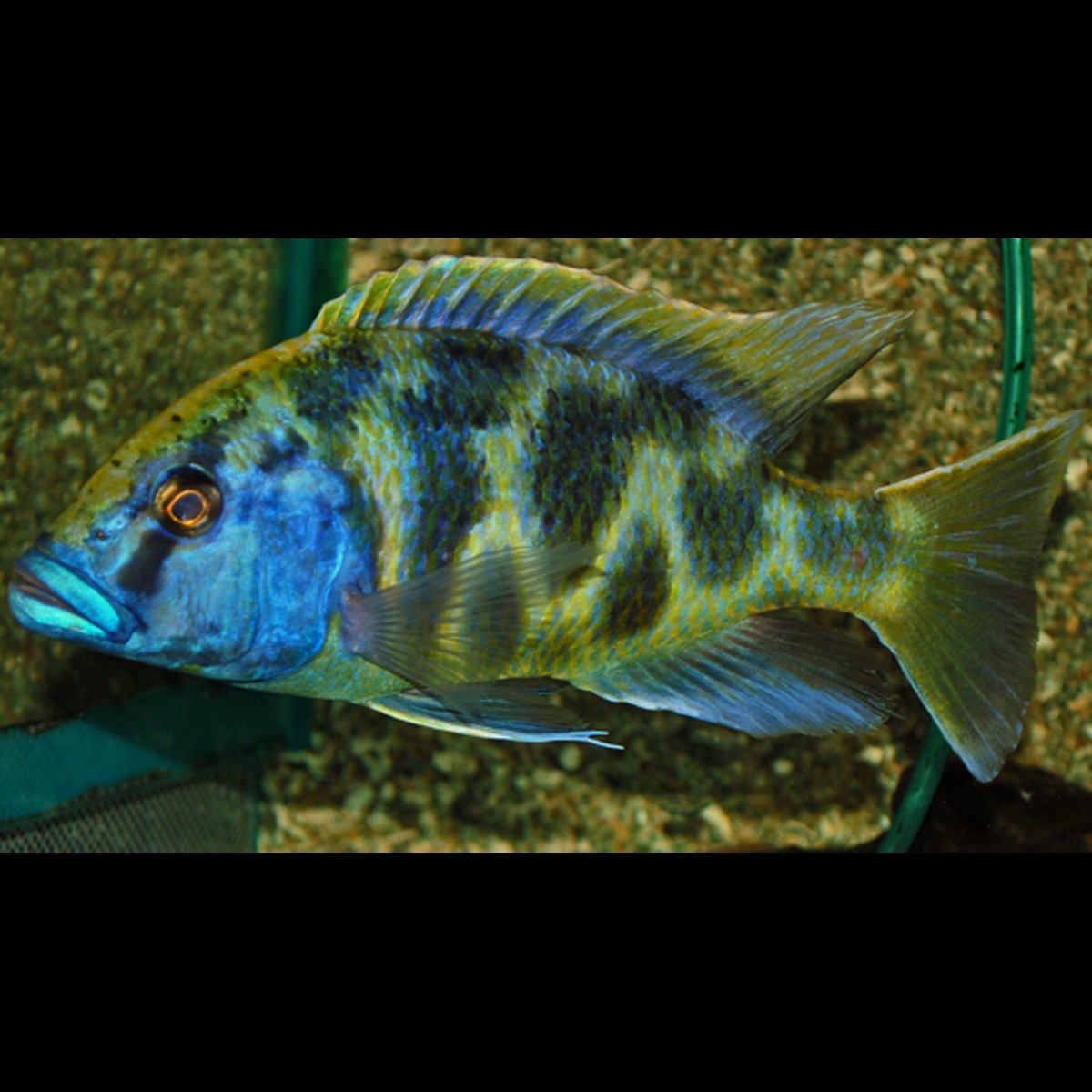 Haplo léopard (Nimbochromis venustus)