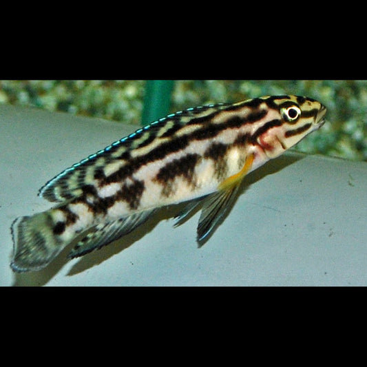 Julidochromis marlieri (Julidochromis marlieri) – Sur commande