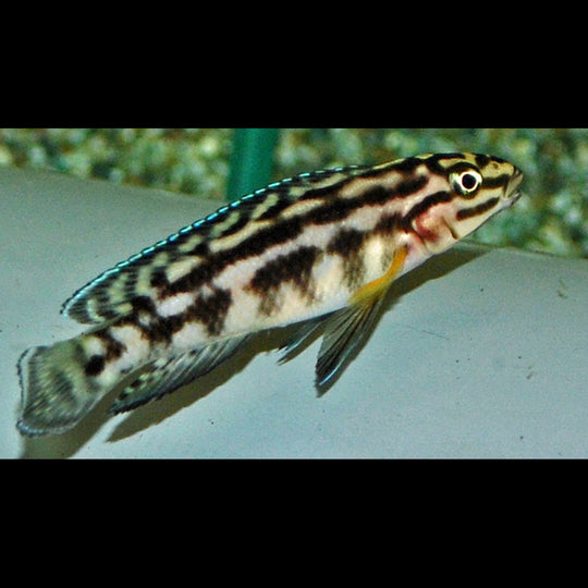 Julidochromis marlieri (Julidochromis marlieri) – Sur commande