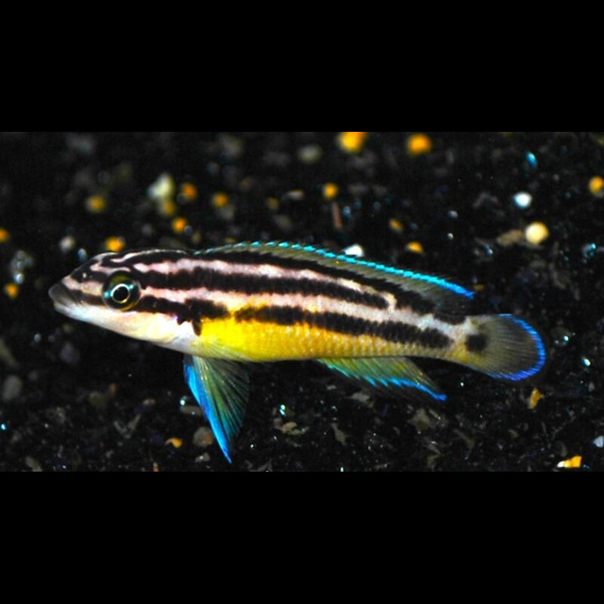 Julidochromis ornatus (Julidochromis ornatus) – Sur commande