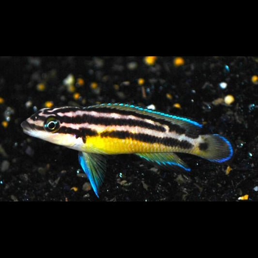 Julidochromis ornatus (Julidochromis ornatus) – Sur commande