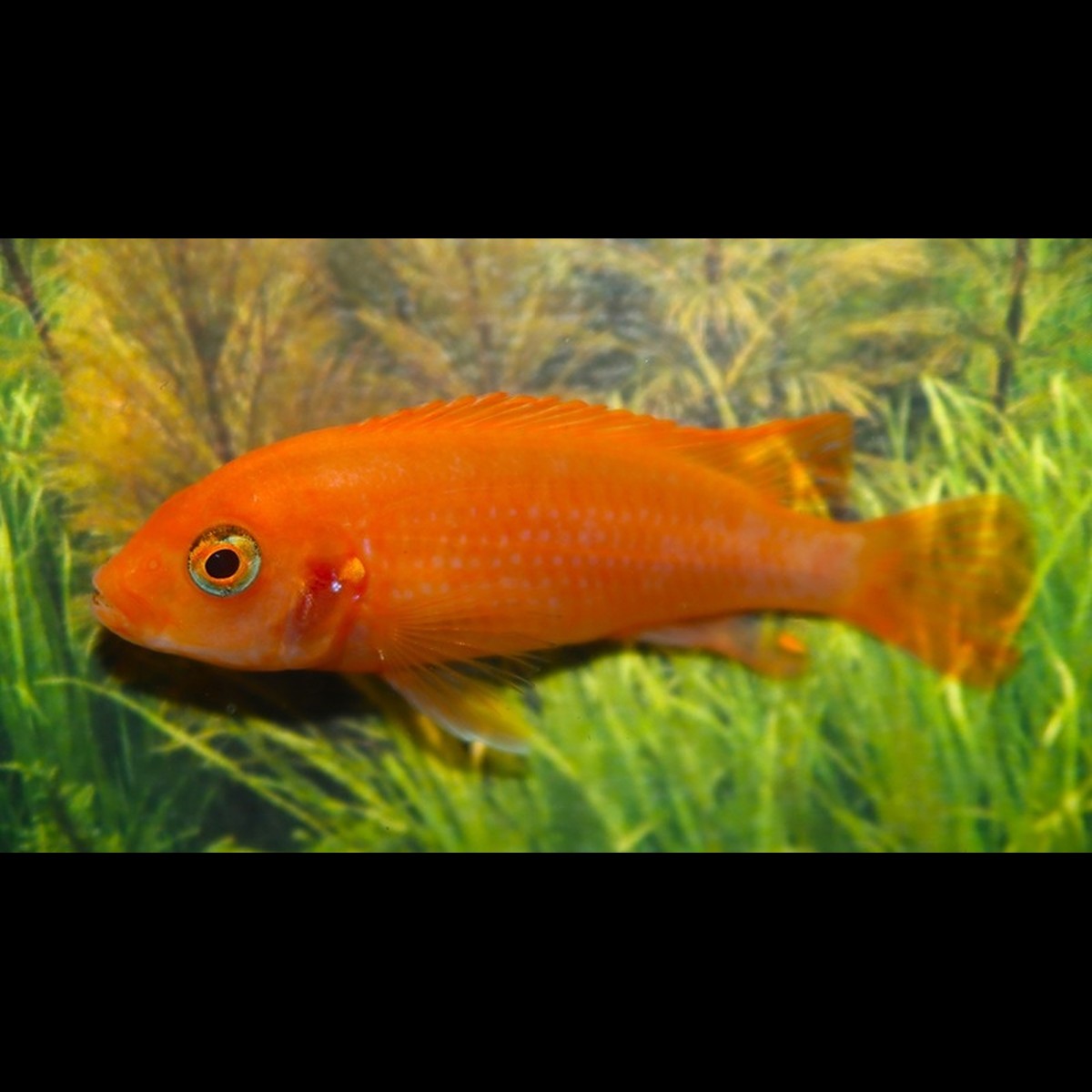 Cichlidé du Malawi Sunflower (Labidochromis sp. « Sunflower ») – Sur commande