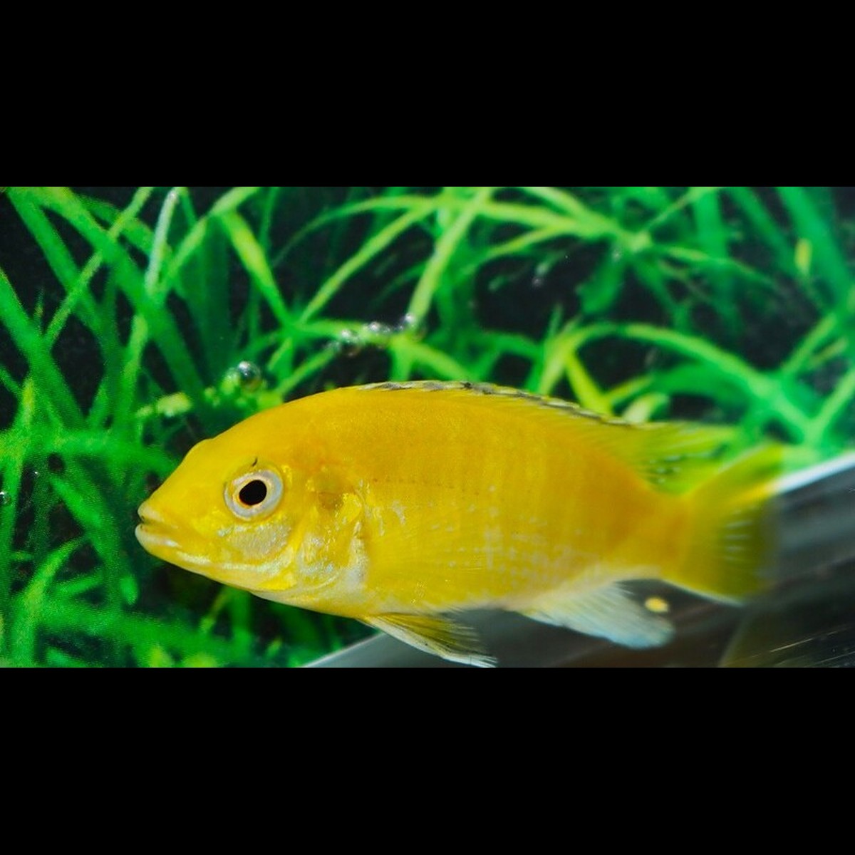 Labido jaune (Labidochromis caeruleus) – Sur commande