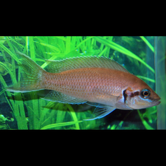 Princesse du Burundi (Neolamprologus brichardi) – Sur commande