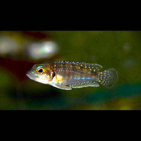 Conchylicole perlé (Lamprologus meleagris) – Sur commande