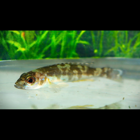 Lamprologue atténué (Lepidiolamprologus attenuatus) – Sur commande – par 10