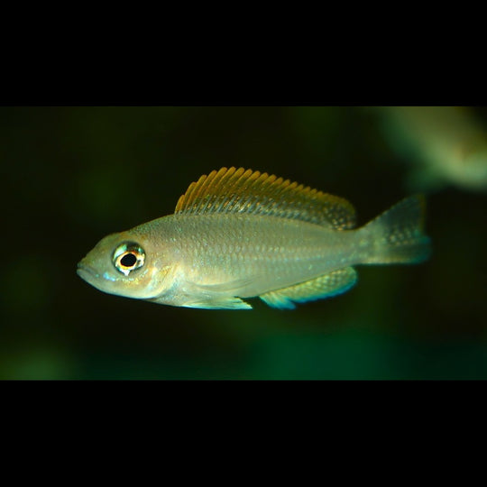 Lamprologue caudopunctatus Kapampa (Neolamprologus caudopunctatus « Kapampa ») – Sur commande