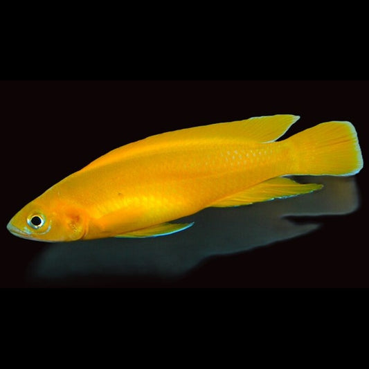 Lamprologue citron (Neolamprologus leleupi) – Sur commande