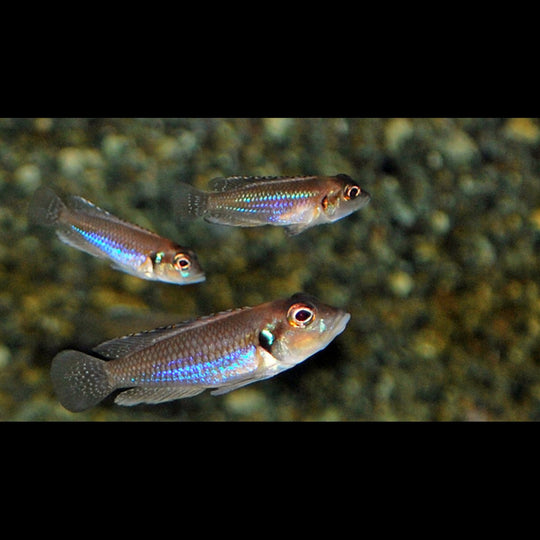 Conchylicole ocellatus (Lamprologus ocellatus) – Sur commande