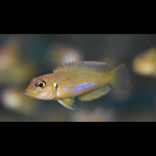 Conchylicole ocellatus doré (Lamprologus ocellatus « gold ») – Sur commande