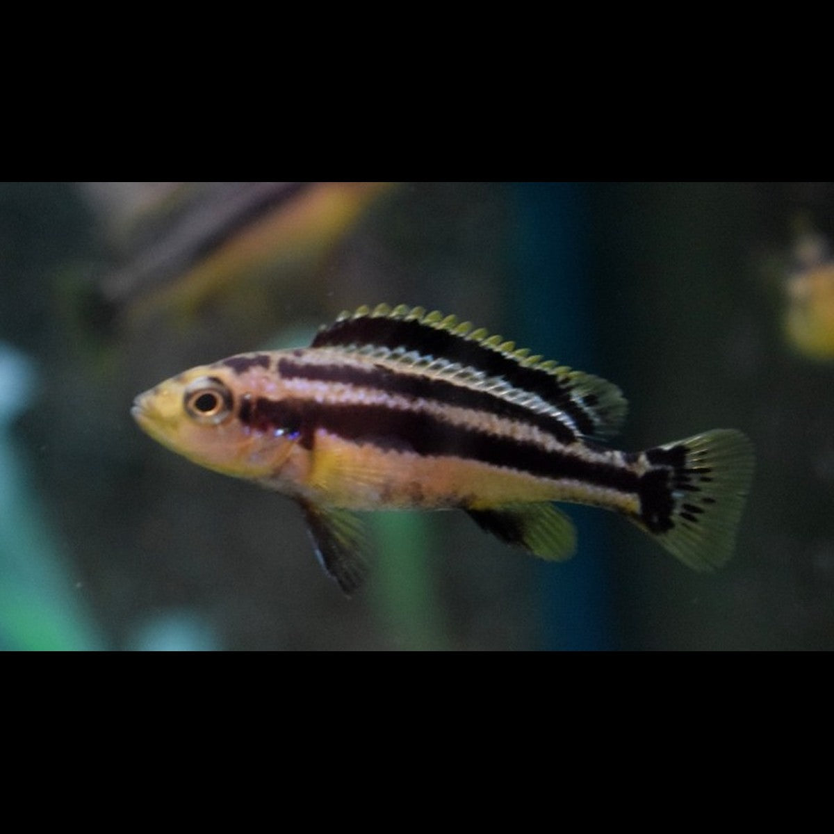 Cichlidé du Malawi Chipokae (Melanochromis chipokae) – Sur commande