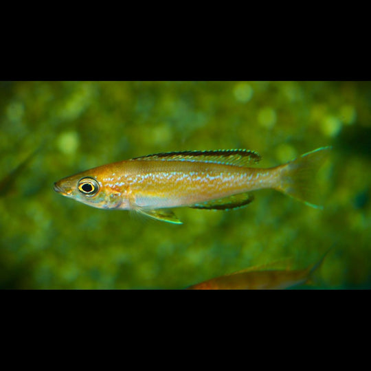 Cyprichromis Karilani F1 (Cyprichromis microlepidotus « Karilani » F1) – Sur commande