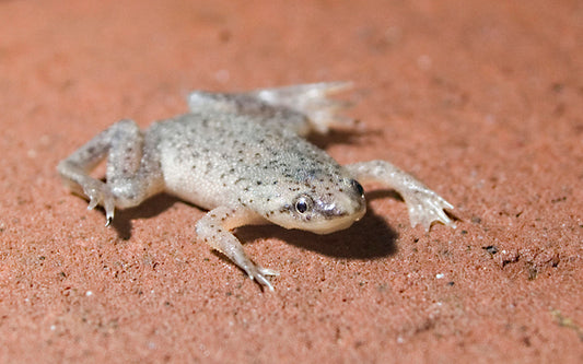 Grenouille naine