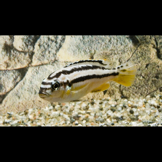 Cichlidé turquoise doré (Melanochromis auratus) – Sur commande