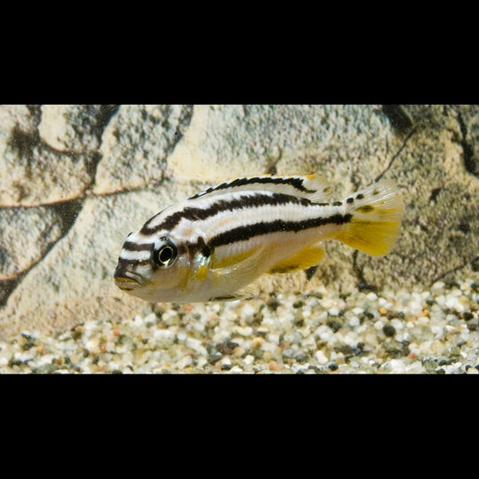 Cichlidé turquoise doré (Melanochromis auratus) – Sur commande