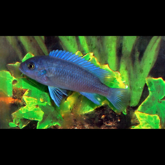 Cichlidé du Malawi cobalt bleu (Maylandia callainos) – Sur commande
