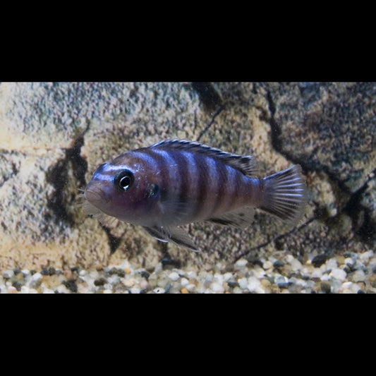 Demasoni (Pseudotropheus demasoni) – Sur commande