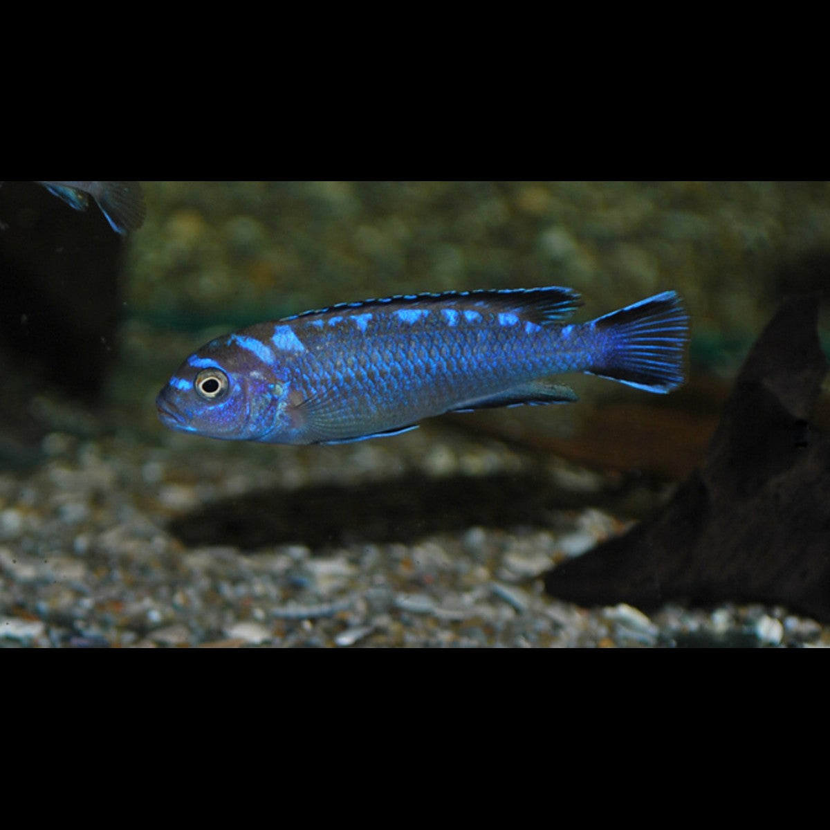 Cichlidé du Malawi Neon Spot (Pseudotropheus elongatus « Neon Spot ») – Sur commande