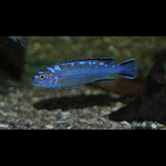 Cichlidé du Malawi Neon Spot (Pseudotropheus elongatus « Neon Spot ») – Sur commande