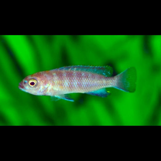 Cichlidé du Malawi flavus (Pseudotropheus flavus) – Sur commande