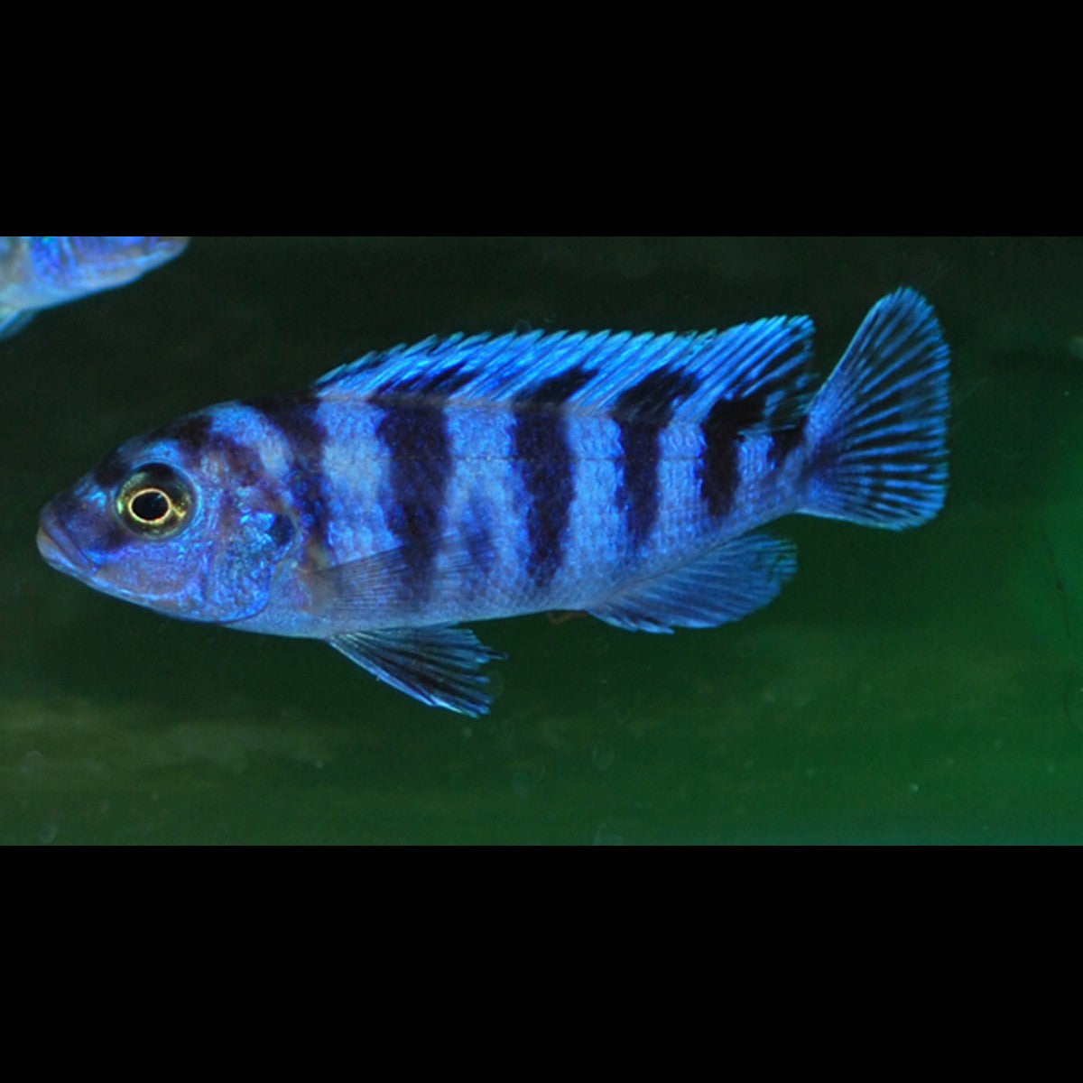 Cichlidé du Malawi Lombardoi (Maylandia lombardoi) – Sur commande