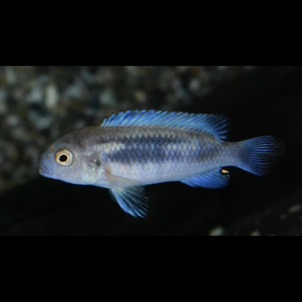 Cichlidé du Malawi Polit (Pseudotropheus sp. « Polit ») – Sur commande