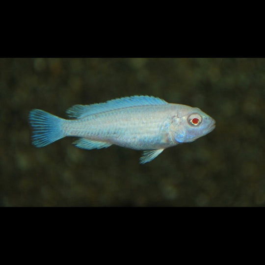 Socolofi albinos (Pseudotropheus socolofi « albino ») – Sur commande
