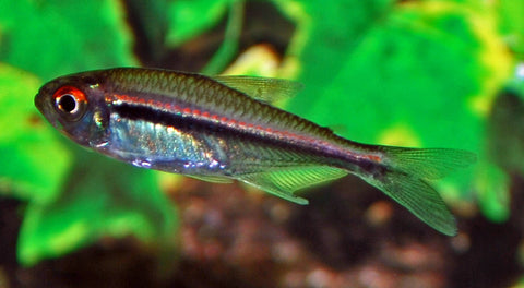 Tetra Drapeau Belge