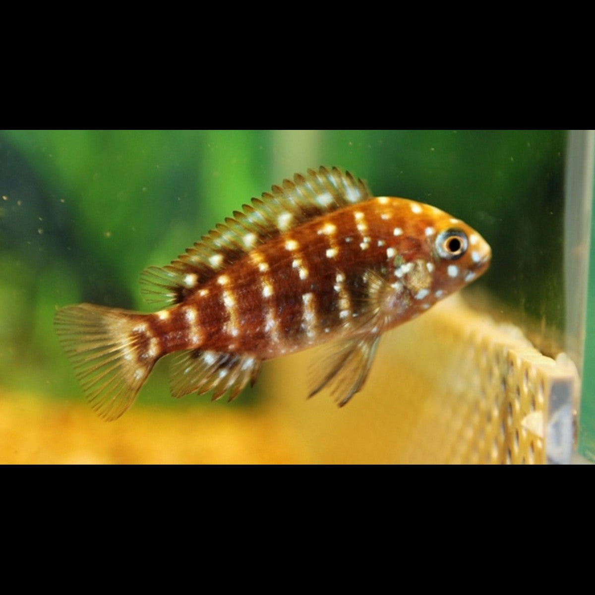 Tropheus duboisi (Tropheus duboisi) – Sur commande
