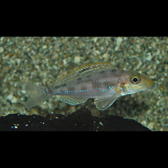 Xenotilapia papilio Sunflower (Xenotilapia papilio « Sunflower ») – Sur commande