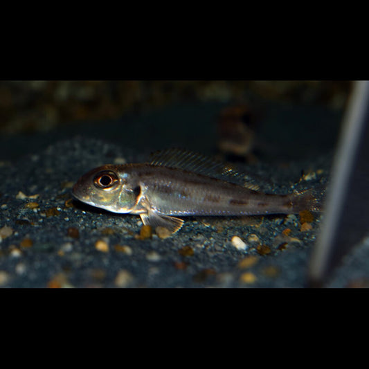 Xenotilapia Karago F1 (Xenotilapia ornatipinnis « Karago » F1) – Sur commande