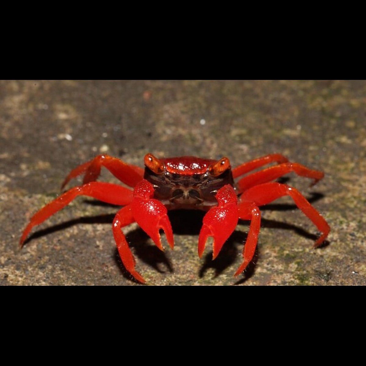 Crabe Vampire RED RUBY sauvage (Geosesarma sp. red ruby) – Sur commande