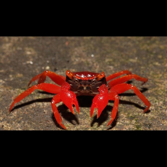 Crabe Vampire RED RUBY sauvage (Geosesarma sp. red ruby) – Sur commande