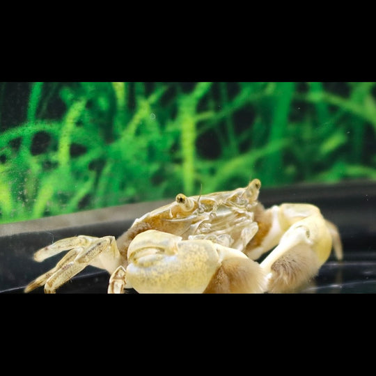 Crabe À Pompom sauvage (Ptychognathus barbatus) – Sur commande