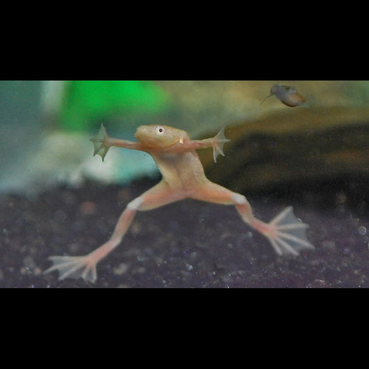 Grenouille Naine DORÉ (Hymenochirus boettgeri gold) – Sur commande