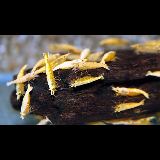 Crevette Orange Poudre D'OR (Neocaridina davidi sunkist gold powder) – Sur commande
