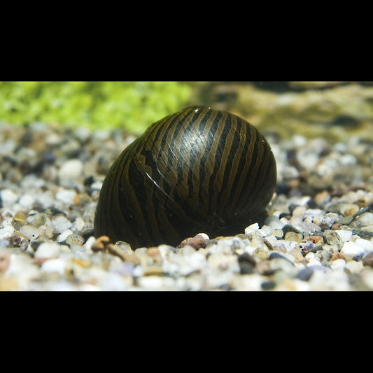 Escargot Zébré sauvage (Neritina turrita zebra) – Sur commande – par 10