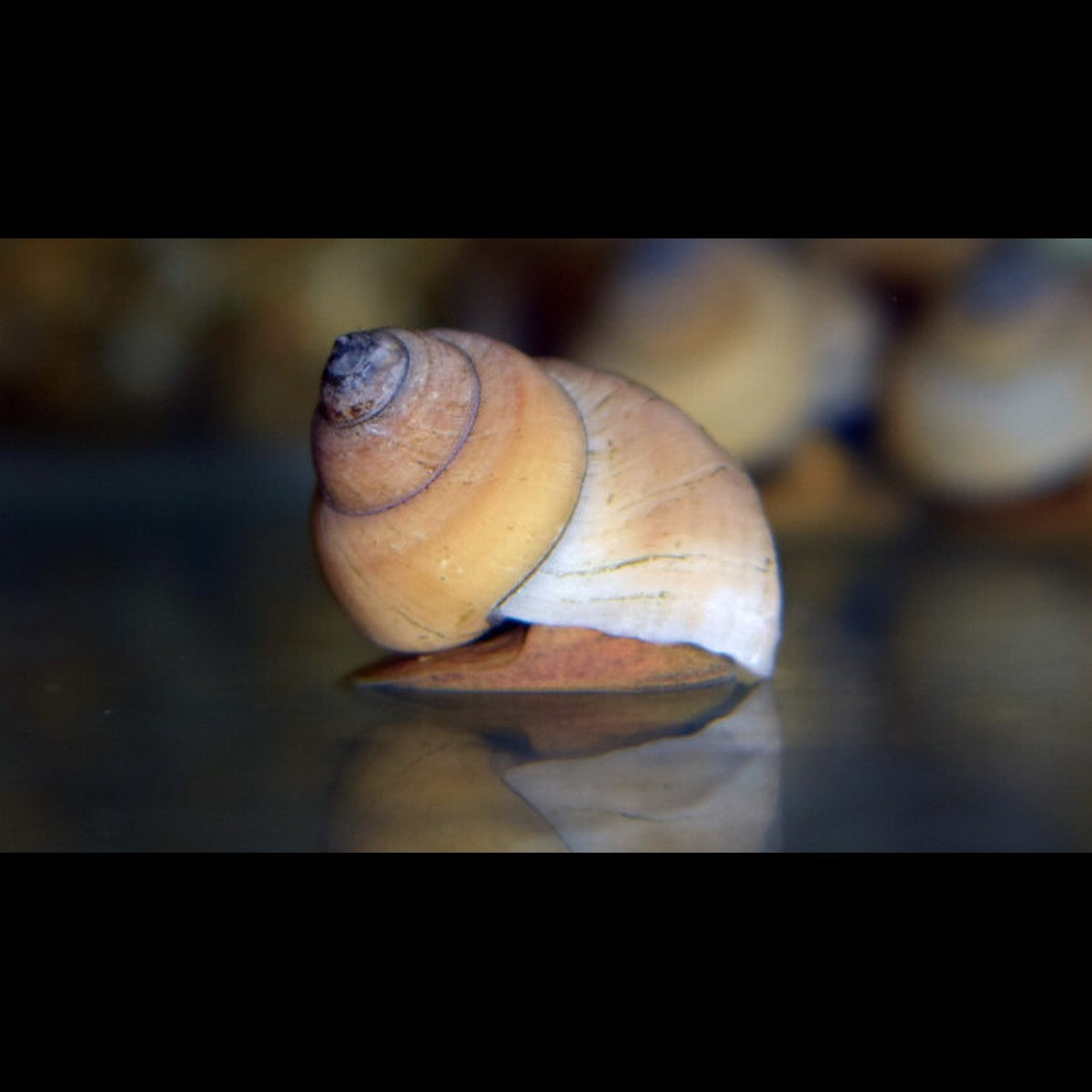 Escargot Sorcier Blanc sauvage (Filopaludina martensi) – Sur commande – par 10