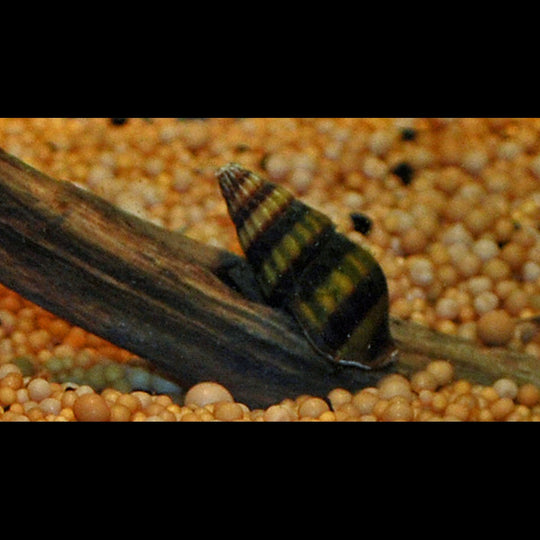 Escargot Mangeur D'escargot sauvage (Clea helena) – Sur commande – par 10