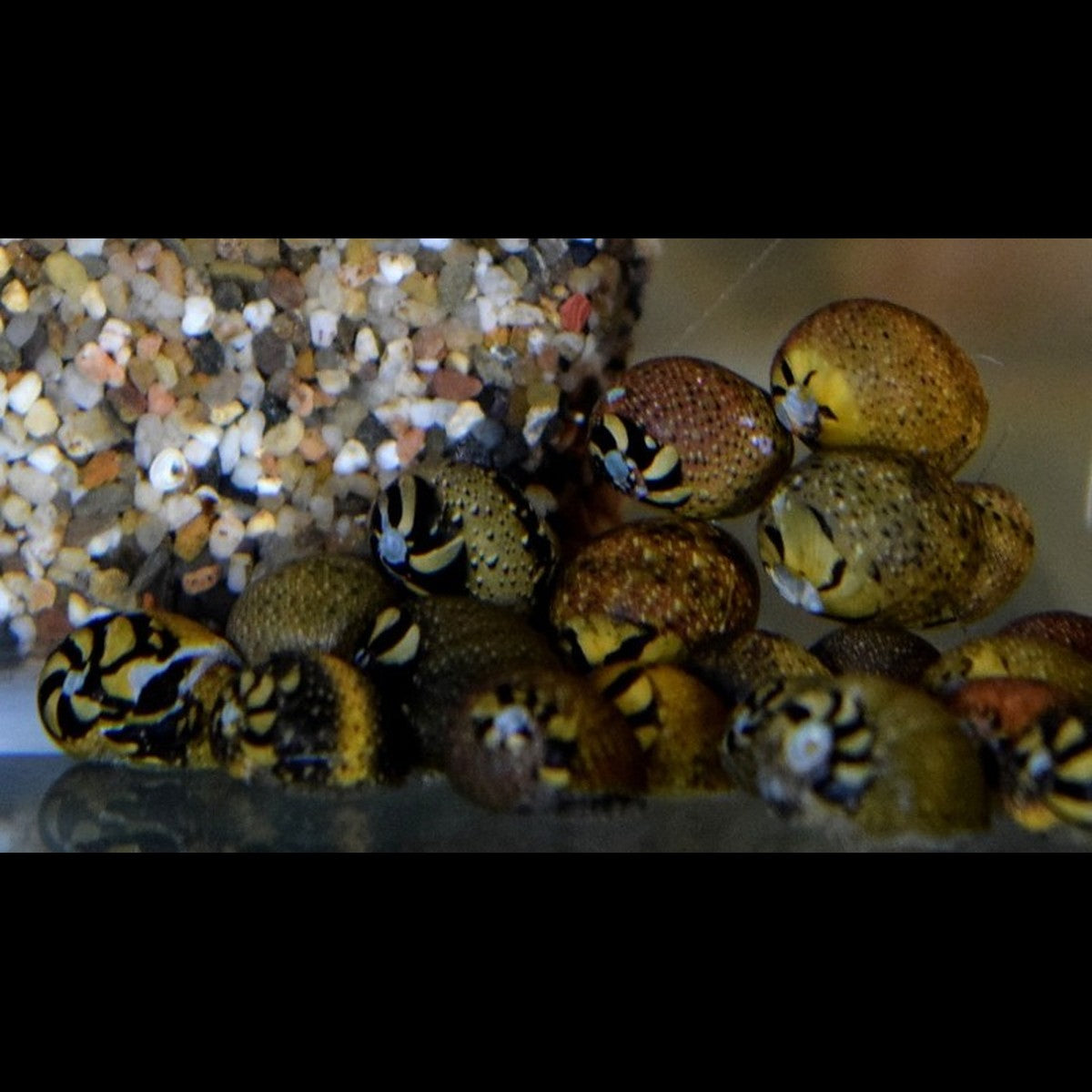 Escargots Neritina assortis sauvages (Neritina sp. (mix))