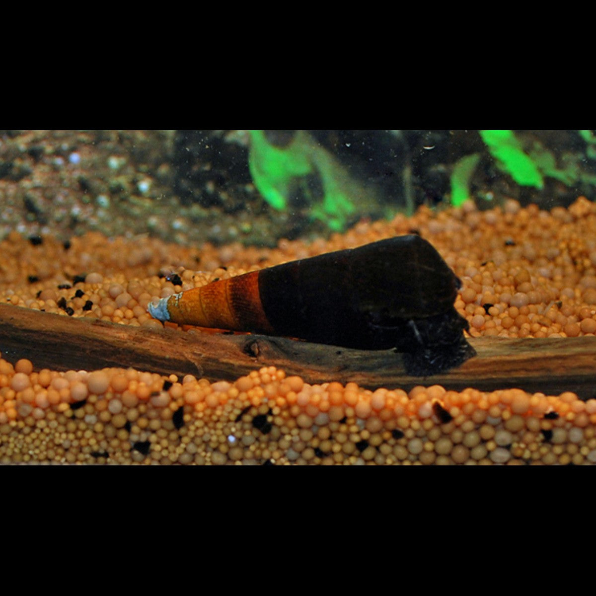 Escargot Bicolor sauvage (Faunus ater bicolor) – Sur commande – par 10
