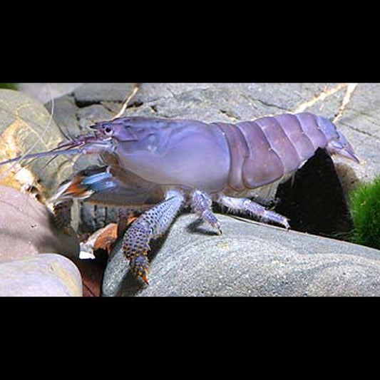 Crevette Bleue DU Gabon sauvage (Atya gabonensis) – Sur commande