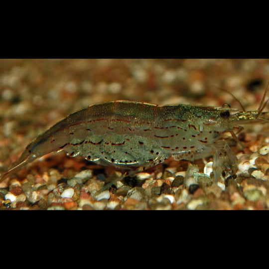 Crevette Amano Japonica (Caridina multidentata) – Sur commande