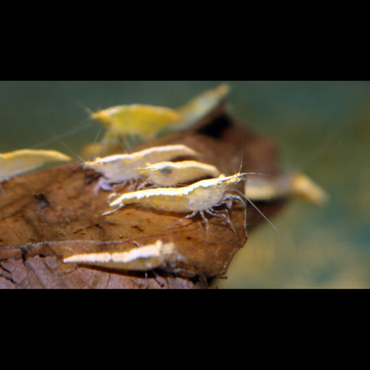 Crevette Jaune FEU (Neocaridina davidi yellow fire) – Sur commande