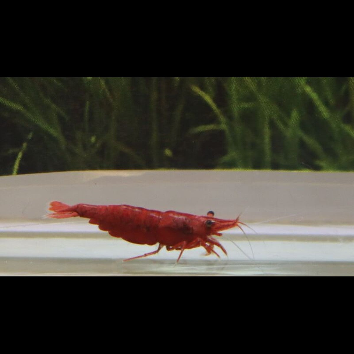 Crevette RED FIRE (Neocaridina davidi red fire) – Sur commande