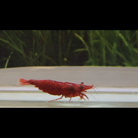 Crevette RED FIRE (Neocaridina davidi red fire) – Sur commande