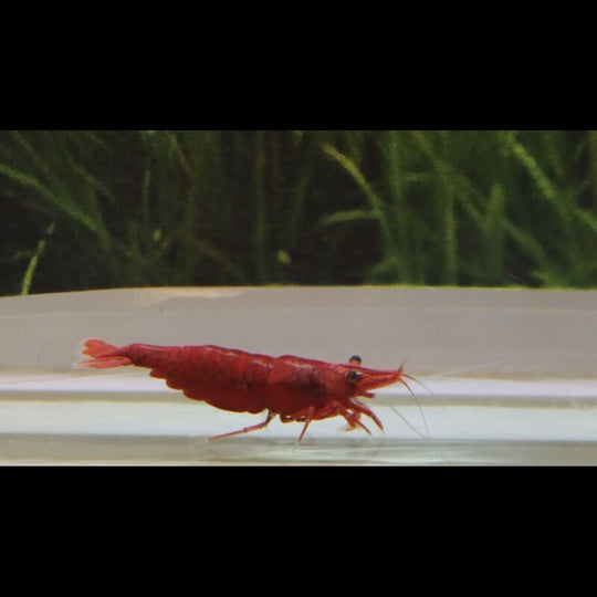Crevette RED FIRE (Neocaridina davidi red fire) – Sur commande